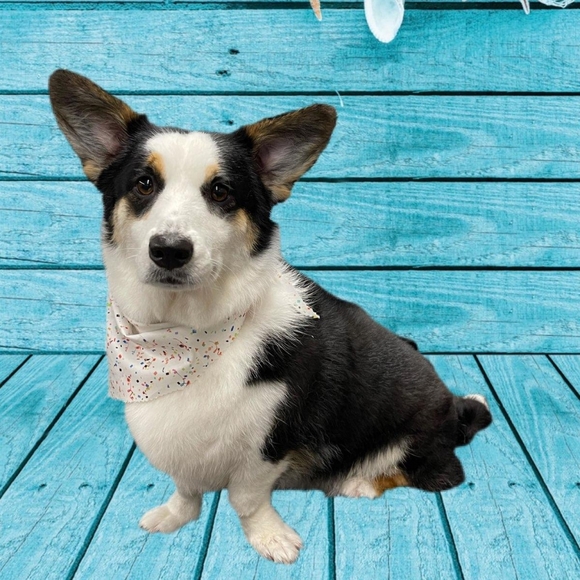 KarenβAmbassadorβ - Picture 12 of 15